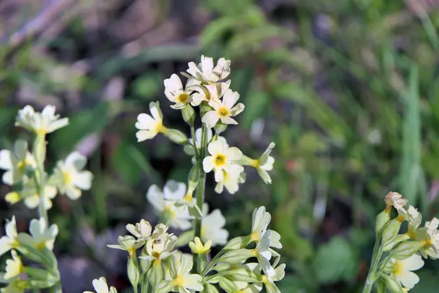 Schlüsselblume aud em Terrassenfriedhof (Essen-Schönebeck)