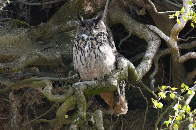 Foto: Copyright Andreas Schäfer