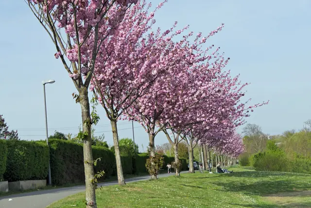 Spazierweg am Niederfeldsee (Essen-Altendorf)