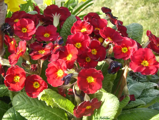 Foto: Iris Alefelder