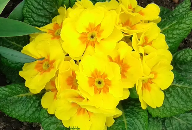 Foto: Iris Alefelder