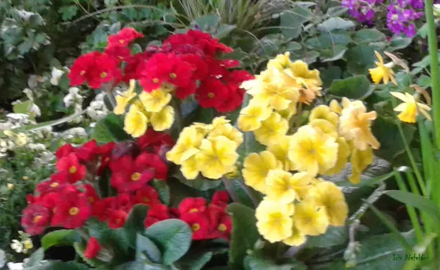 Foto: Iris Alefelder