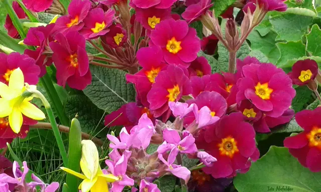 Foto: Iris Alefelder