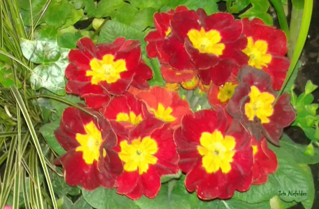 Foto: Iris Alefelder