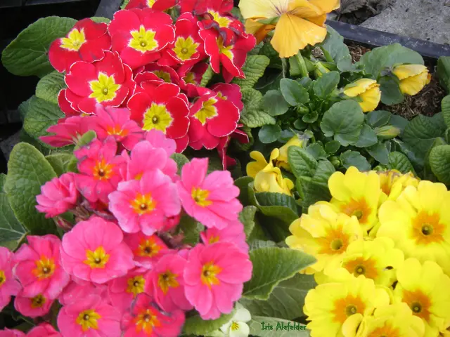 Foto: Iris Alefelder