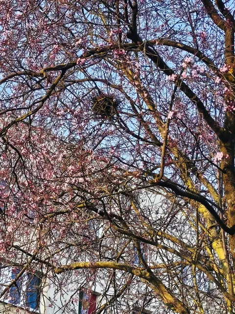 Blutpflaume mit Nest