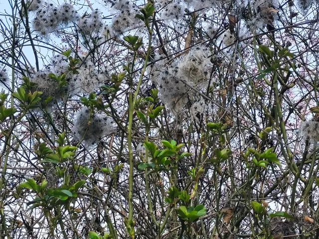 junges Grün der Wildrose und der Samenstand der Clematis/Waldrebe