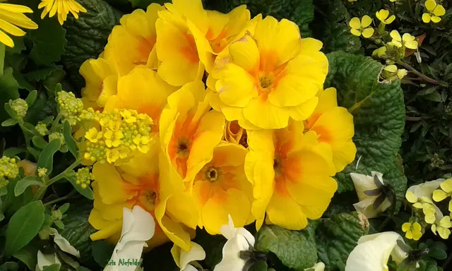 Foto: Iris Alefelder