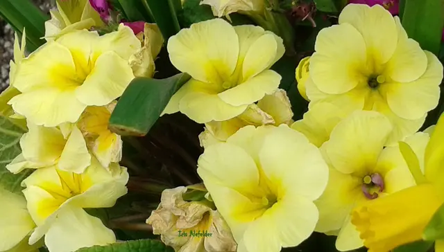 Foto: Iris Alefelder