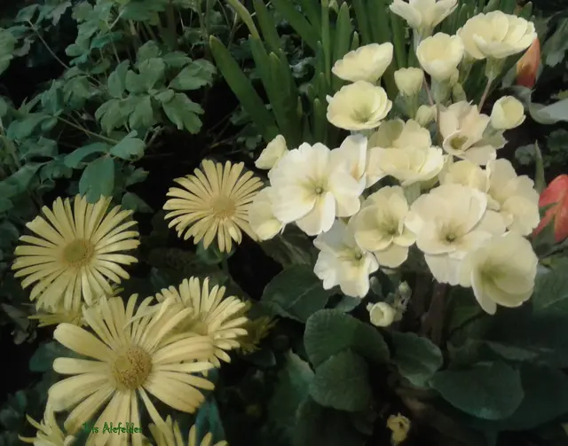 Foto: Iris Alefelder