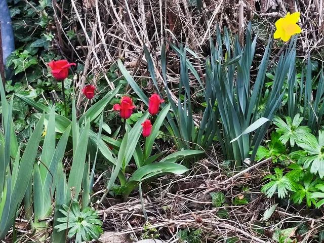 Tulpen, Schwertlilienblätter mit Osterglocken 