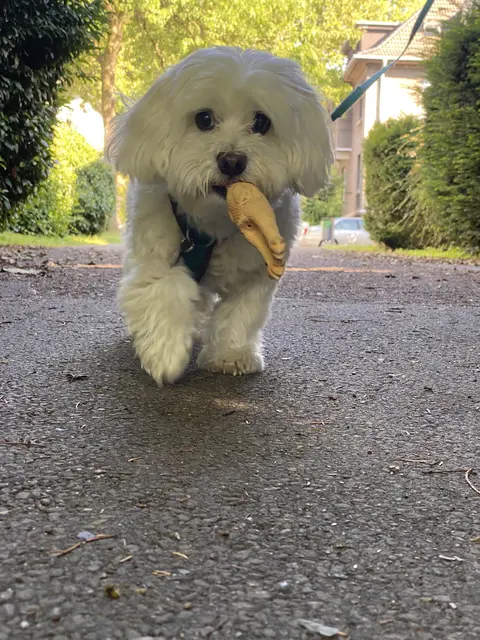 Mein Spielzeug, nach drei Jahren entdeckt  | Foto: Umbehaue