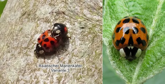 Asiatische Marienkäfer / Harlekin-Marienkäfer / Vielfarbiger Marienkäfer (Harmonia axyridis) Peter Simon Pallas 1773
Ordnung:	Käfer (Coleoptera)
Unterordnung:	Polyphaga
Familie:	Marienkäfer (Coccinellidae)
Unterfamilie:	Coccinellinae
Gattung:	Harmonia
Art:	Asiatischer Marienkäfer | Foto: GvMeegen