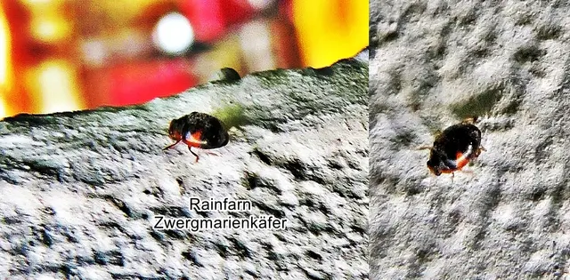 Rainfarn-Zwergmarienkäfer (Scymnus interruptus) Johann August Ephraim Goeze 1777
Ordnung:	Käfer (Coleoptera)
Familie:	Marienkäfer (Coccinellidae)
Unterfamilie:	Scymninae
Tribus:	Scymnini
Gattung:	Scymnus
Untergattung:	Scymnus
Art:	Rainfarn-Zwergmarienkäfer | Foto: GvMeegen
