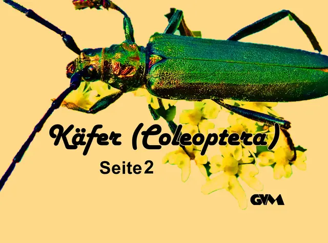 Foto: GvMeegen