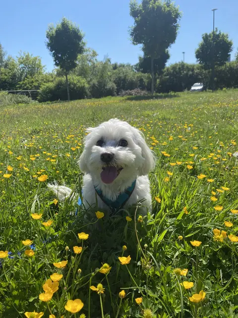 Hallo ich bin Chico | Foto: Umbehaue