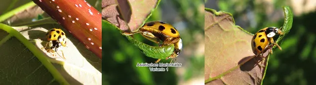 Asiatische Marienkäfer / Harlekin-Marienkäfer / Vielfarbiger Marienkäfer (Harmonia axyridis) Peter Simon Pallas 1773
Ordnung:	Käfer (Coleoptera)
Unterordnung:	Polyphaga
Familie:	Marienkäfer (Coccinellidae)
Unterfamilie:	Coccinellinae
Gattung:	Harmonia
Art:	Asiatischer Marienkäfer | Foto: GvMeegen