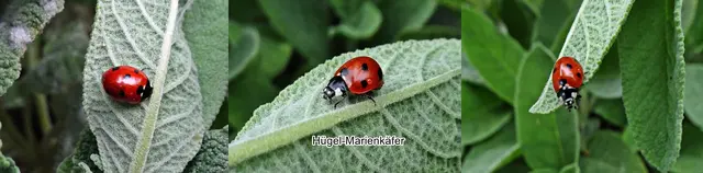 Hügel-Marienkäfer (Hippodamia undecimnotata) David Hinrich Schneider 1792
Ordnung:	Käfer (Coleoptera)
Familie:	Marienkäfer (Coccinellidae)
Unterfamilie:	Coccinellinae
Tribus:	Coccinellini
Gattung:	Hippodamia
Untergattung:	Semiadalia
Art:	Hügel-Marienkäfer | Foto: GvMeegen