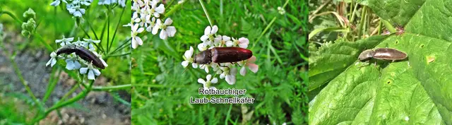 Rotbauchige Laubschnellkäfer (Athous haemorrhoidalis) Johann Christian Fabricius 1801
Ordnung:	Käfer (Coleoptera)
Unterordnung:	Polyphaga
Familie:	Schnellkäfer (Elateridae)
Gattung:	Athous
Art:	Rotbauchiger Laubschnellkäfer | Foto: GvMeegen