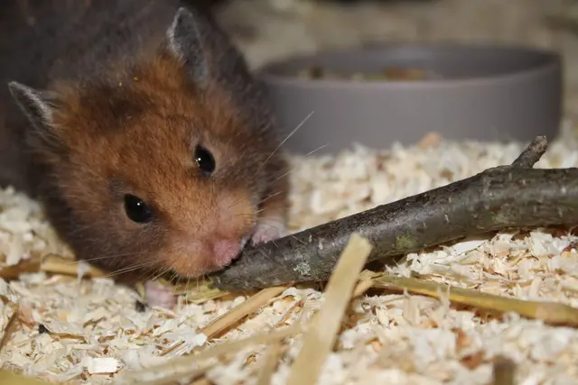 Glücklicher Hamster mit neuem Nageholz aus dem Garten. | Foto: Heiko Fröhlich