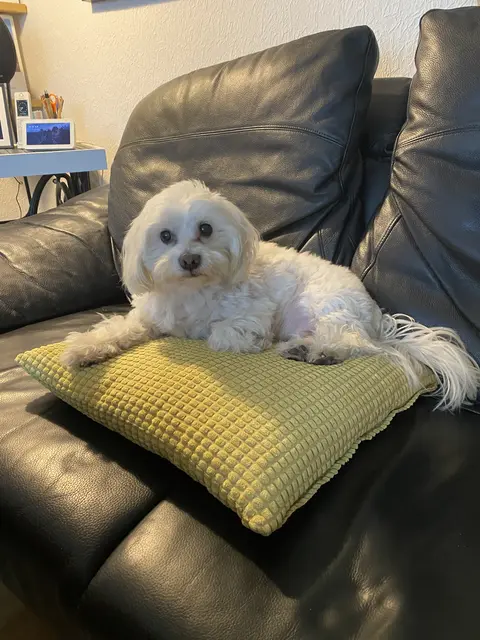 Wann kommt die Massage | Foto: umbehaue