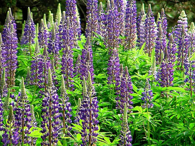 Nicole - 1 Punkt - 6 M Lupine