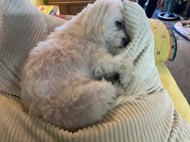 Ich bin noch müde | Foto: Umbehaue