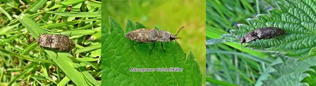 Mausgrauer Schnellkäfer (Agrypnus murina) Carl von Linné 1758
Ordnung:	Käfer (Coleoptera)
Unterordnung:	Polyphaga
Familie:	Schnellkäfer (Elateridae)
Gattung:	Agrypnus
Art:	Mausgrauer Schnellkäfer | Foto: GvMeegen