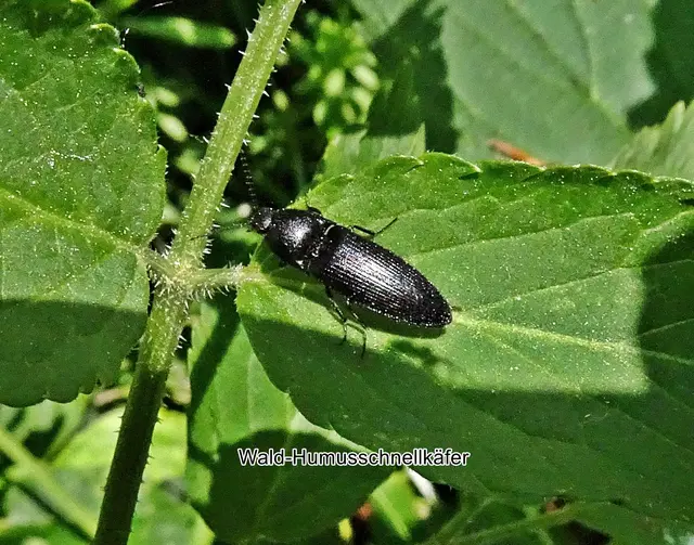 Wald-Humusschnellkäfer (Ectinus aterrimus) Carl von Linné 1758
Ordnung:	Käfer (Coleoptera)
Unterordnung:	Polyphaga
Familie:	Schnellkäfer (Elateridae)
Gattung:	Ectinus
Art:	Wald-Humusschnellkäfer | Foto: GvMeegen