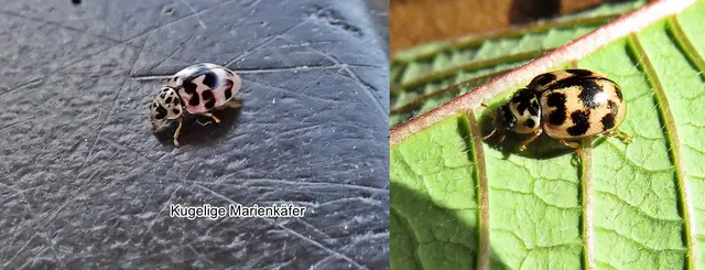 Kugelige Marienkäfer / Pappelmarienkäfer (Oenopia conglobata, Syn. Synharmonia conglobata) Carl von Linné 1758
Ordnung:	Käfer (Coleoptera)
Unterordnung:	Polyphaga
Familie:	Marienkäfer (Coccinellidae)
Unterfamilie:	Coccinellinae
Gattung:	Oenopia
Art:	Kugeliger Marienkäfer | Foto: GvMeegen