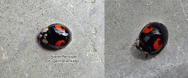 Nierenfleckige Kugelmarienkäfer / Rundfleckige Schildlaus-Marienkäfer (Chilocorus renipustulatus) Karl Ludwig Gottlieb Scriba 1790
Ordnung:	Käfer (Coleoptera)
Unterordnung:	Polyphaga
Familie:	Marienkäfer (Coccinellidae)
Unterfamilie:	Coccinellinae
Gattung:	Chilocorus
Art:	Nierenfleckiger Kugelmarienkäfer | Foto: GvMeegen