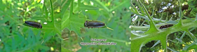 Schwarzer Herzschild-Schnellkäfer (Cardiophorus nigerrimus) Wilhelm Ferdinand Erichson 1840
Ordnung: Käfer (Coleoptera)
Familie: Schnellkäfer
Gattung: Cardiophorus
Art: Schwarzer Herzschild-Schnellkäfer | Foto: GvMeegen