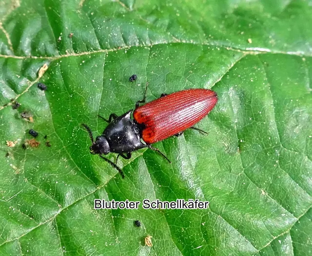 Blutroter Schnellkäfer (Ampedus sanguineus) Carl von Linné 1758
Ordnung:	Käfer (Coleoptera)
Unterordnung:	Polyphaga
Familie:	Schnellkäfer (Elateridae)
Unterfamilie:	Elaterinae
Gattung:	Ampedus
Art:	Blutroter Schnellkäfer | Foto: GvMeegen