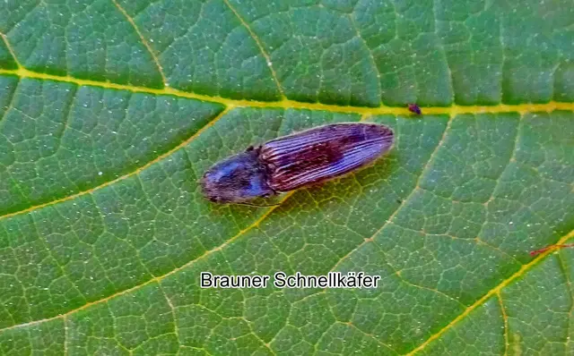 Brauner Schnellkäfer (Athous subfuscus) Otto Friedrich Müller 1764
Ordnung : Käfer
Unterordnung:	Polyphaga
Familie:	Schnellkäfer (Elateridae)
Unterfamilie:	Elaterinae
Art:	Brauner Schnellkäfer
 | Foto: GvMeegen