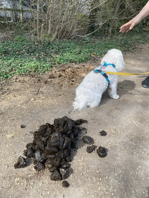 Wenn man bei all you can eat war | Foto: umbehaue