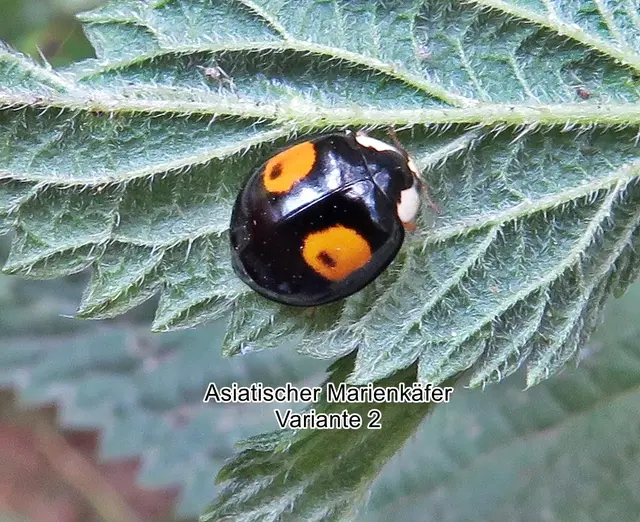 Asiatische Marienkäfer / Harlekin-Marienkäfer / Vielfarbiger Marienkäfer (Harmonia axyridis) Peter Simon Pallas 1773
Ordnung:	Käfer (Coleoptera)
Unterordnung:	Polyphaga
Familie:	Marienkäfer (Coccinellidae)
Unterfamilie:	Coccinellinae
Gattung:	Harmonia
Art:	Asiatischer Marienkäfer | Foto: GvMeegen