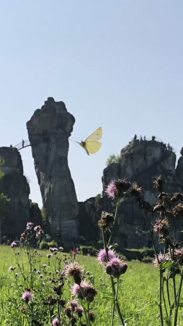 erwischt die Fee auf der Feenwiese | Foto: umbehaue