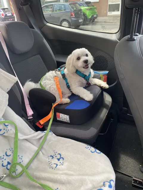 Angeschnallt auf dem Kindersitz | Foto: umbehaue