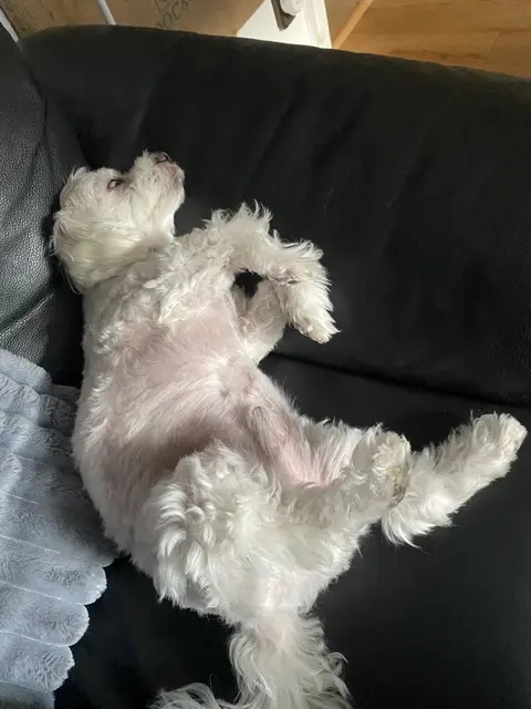 nur ein kleines Nickerchen | Foto: umbehaue