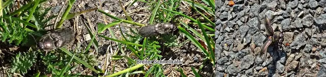 Breiter Wiesen-Schnellkäfer (Selatosomus latus) Johann Christian Fabricius 1801
Ordnung: Käfer
Familie: Schnellkäfer
Gattung: Selatosomus
Art: Selatosomus latus | Foto: GvMeegen