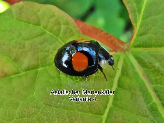 Asiatische Marienkäfer / Harlekin-Marienkäfer / Vielfarbiger Marienkäfer (Harmonia axyridis) Peter Simon Pallas 1773
Ordnung:	Käfer (Coleoptera)
Unterordnung:	Polyphaga
Familie:	Marienkäfer (Coccinellidae)
Unterfamilie:	Coccinellinae
Gattung:	Harmonia
Art:	Asiatischer Marienkäfer | Foto: GvMeegen