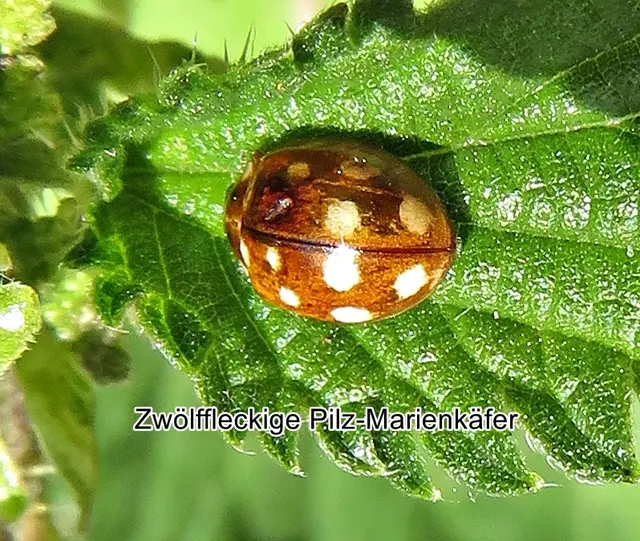 Zwölffleckige Pilz-Marienkäfer (Vibidia duodecimguttata), Nicolaus Poda von Neuhaus 1761
Ordnung:	Käfer (Coleoptera)
Familie:	Marienkäfer (Coccinellidae)
Unterfamilie:	Coccinellinae
Gattung:	Vibidia
Art:	Zwölffleckiger Pilz-Marienkäfer | Foto: GvMeegen