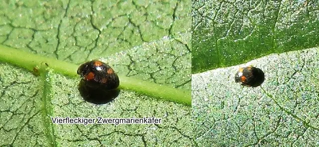 Vierfleckige Zwergmarienkäfer (Nephus quadrimaculatus) Johann Friedrich Wilhelm Herbst 1783
Familie:	Marienkäfer (Coccinellidae)
Unterfamilie:	Coccinellinae
Tribus:	Scymnini
Gattung:	Nephus
Untergattung:	Nephus
Art:	Vierfleckiger Zwergmarienkäfer
 | Foto: GvMeegen