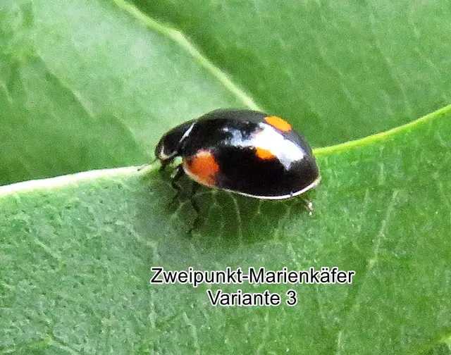 Zweipunkt-Marienkäfer Variante 2 melanistische (Adalia bipunctata)  Carl von Linné 1758
Ordnung:	Käfer (Coleoptera)
Unterordnung:	Polyphaga
Familie:	Marienkäfer (Coccinellidae)
Unterfamilie:	Coccinellinae
Gattung:	Adalia
Art:	Zweipunkt-Marienkäfer | Foto: GvMeegen
