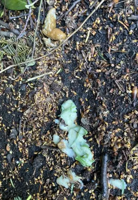 Vorsicht hoch ansteckend | Foto: umbehaue