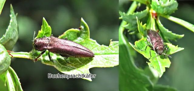Buchenprachtkäfer (Agrilus viridis) Carl von Linné 1758
Ordnung:	Käfer (Coleoptera)
Unterordnung:	Polyphaga
Familie:	Prachtkäfer (Buprestidae)
Unterfamilie:	Agrilinae
Gattung:	Agrilus
Art:	Buchenprachtkäfer | Foto: GvMeegen