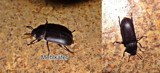 Mehlkäfer (Tenebrio molitor) Carl von Linné 1758
Ordnung:	Käfer (Coleoptera)
Unterordnung:	Polyphaga
Familie:	Schwarzkäfer (Tenebrionidae)
Gattung:	Tenebrio
Art:	Mehlkäfer | Foto: GvMeegen