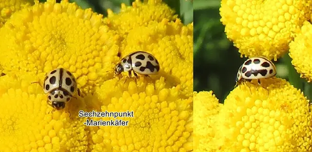 Sechzehnpunkt-Marienkäfer (Tytthaspis sedecimpunctata) Carl von Linné 1758
Ordnung:	Käfer (Coleoptera)
Unterordnung:	Polyphaga
Familie:	Marienkäfer (Coccinellidae)
Unterfamilie:	Coccinellinae
Gattung:	Tytthaspis
Art:	Sechzehnpunkt-Marienkäfer | Foto: GvMeegen