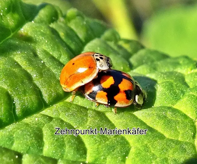 Zehnpunkt-Marienkäfer (Adalia decempunctata) Carl von Linné 1758
Ordnung:	Käfer (Coleoptera)
Unterordnung:	Polyphaga
Familie:	Marienkäfer (Coccinellidae)
Unterfamilie:	Coccinellinae
Gattung:	Adalia
Art:	Zehnpunkt-Marienkäfer | Foto: GvMeegen