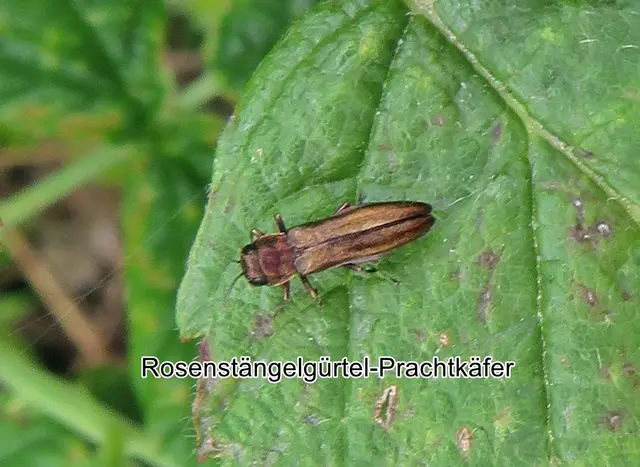 Rosenstängelgürtel-Prachtkäfer / Bronzerohrbohrer (Agrilus cuprescens) Jean Édouard Ménétries 1832
Ordnung:	Käfer (Coleoptera)
Unterordnung:	Polyphaga
Familie:	Prachtkäfer (Buprestidae)
Unterfamilie:	Agrilinae
Gattung:	Agrilus
Art: Rosenstängelgürtel-Prachtkäfer | Foto: GvMeegen
